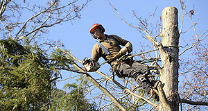 Protecting Trees on a Property With an Arborist in St. Paul, MN