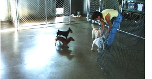 An Experienced And Exceptional Dog Boarding Kennel in Marysville